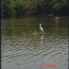 UNA GARZA VOLANDO Y OTTRA PARADA SOBRE UN LIRIO