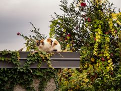 Una gatta sul tetto
