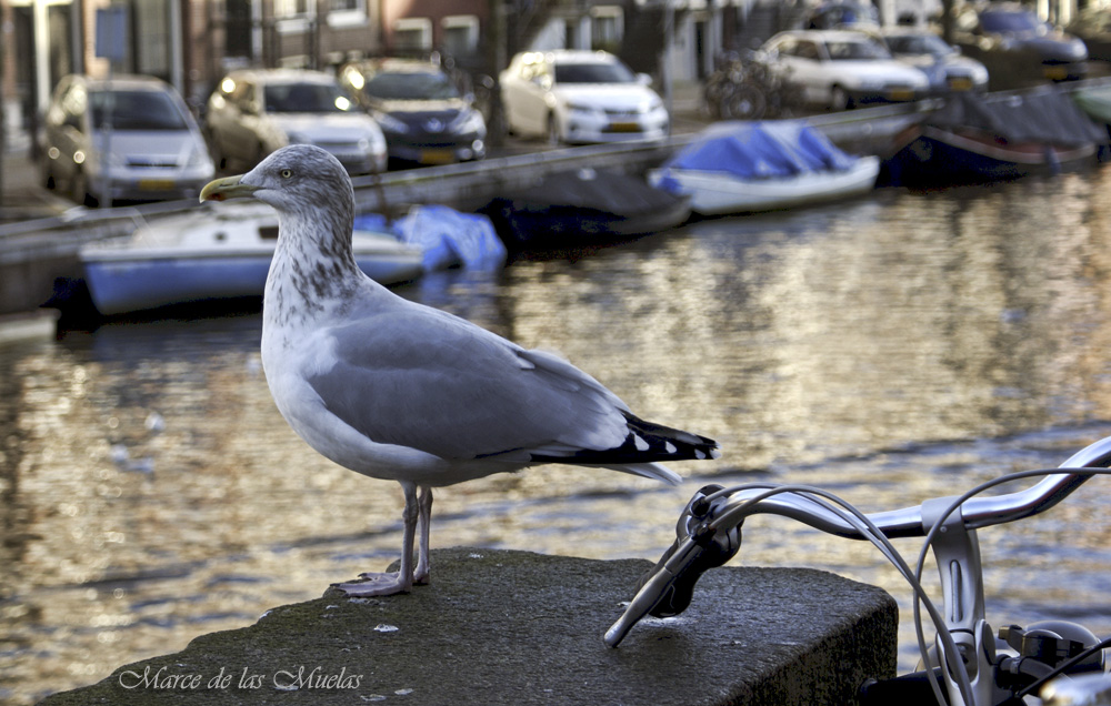 ...una gaviota en Amsterdam...