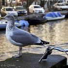 ...una gaviota en Amsterdam...