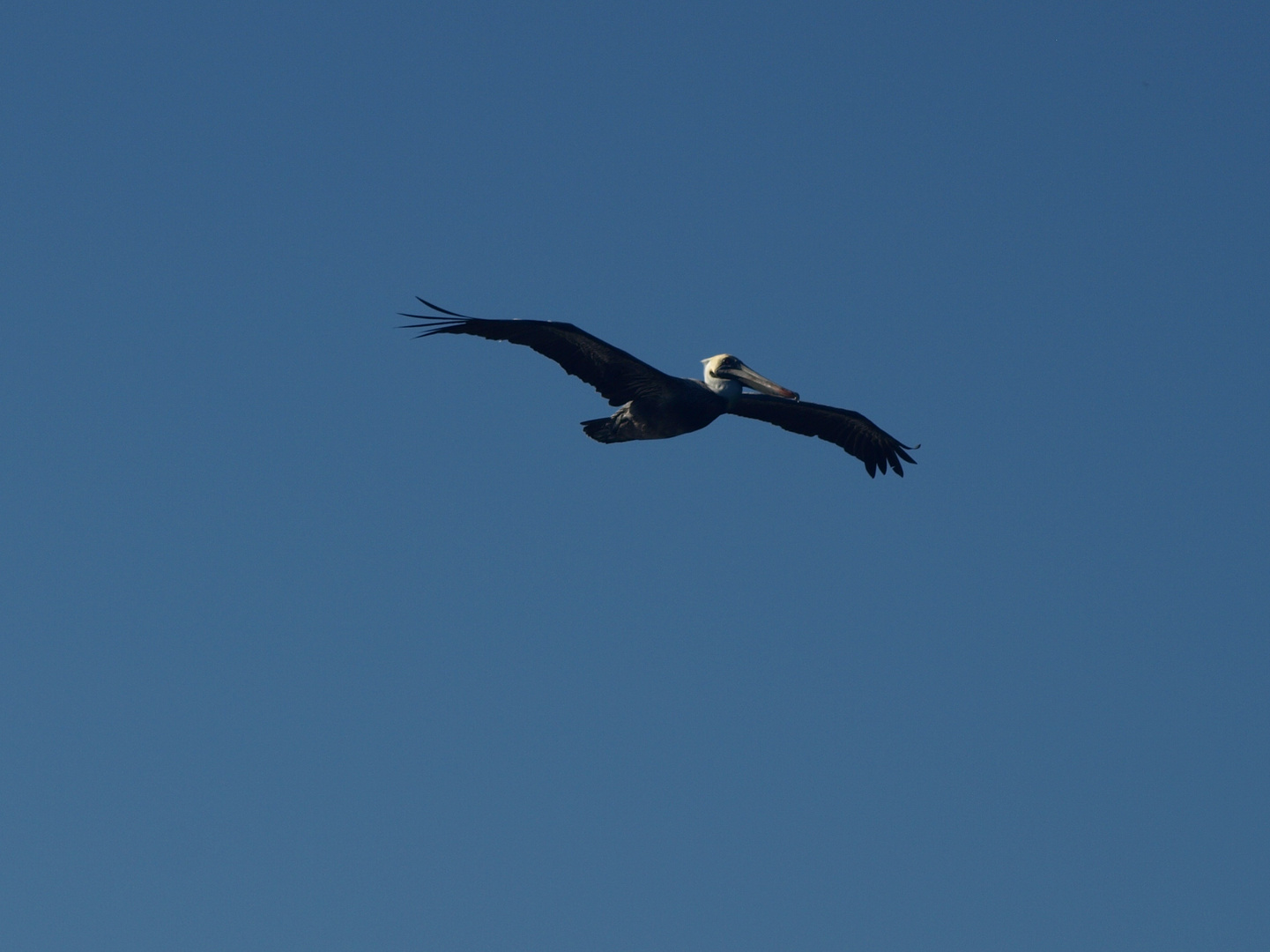 Una Gaviota