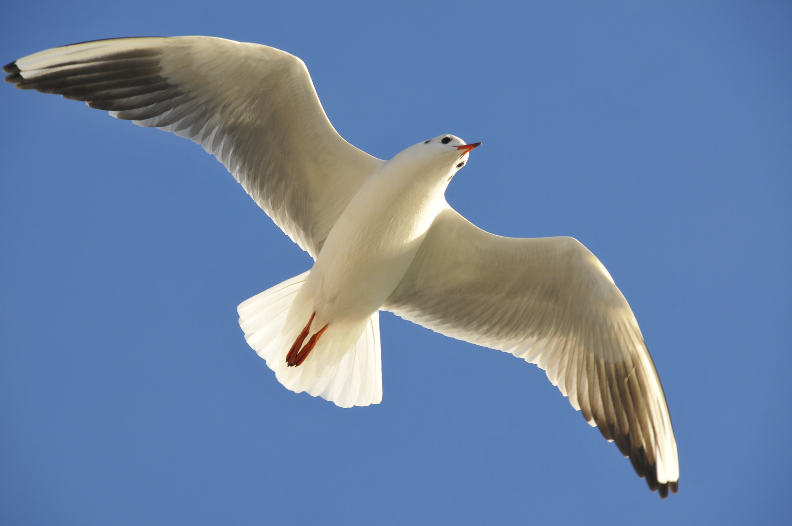 una gaviota sobre la Rambla del Mar