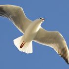 una gaviota sobre la Rambla del Mar