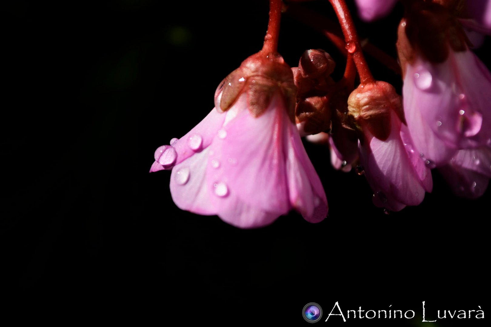 Una goccia sul fiore