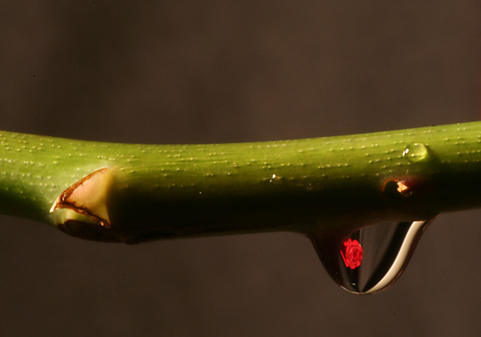 Una gota y una rosa