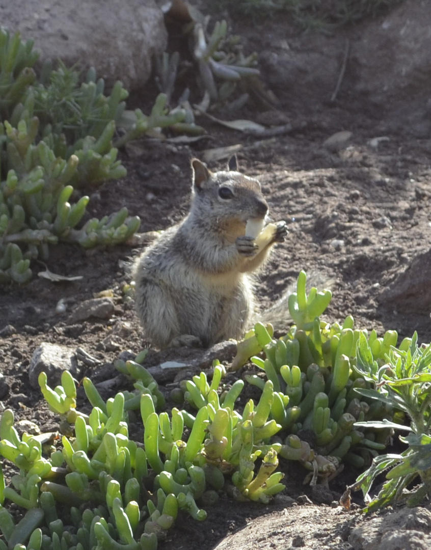 Una hermosa ardilla