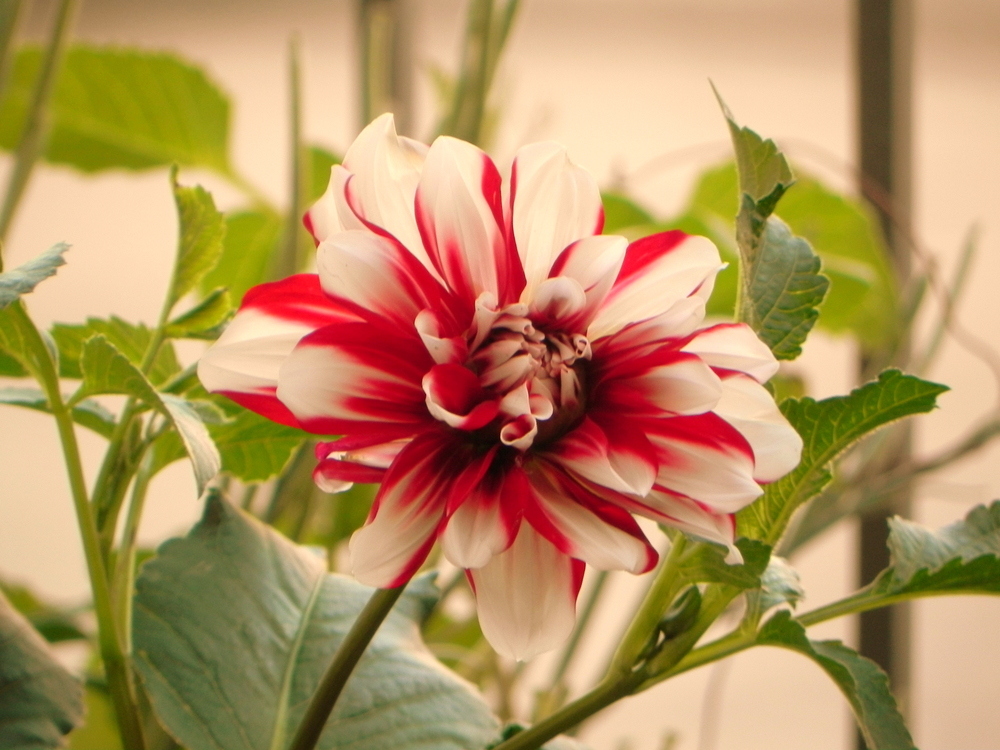 UNA HERMOSA DALIA,DE MI JARDIN