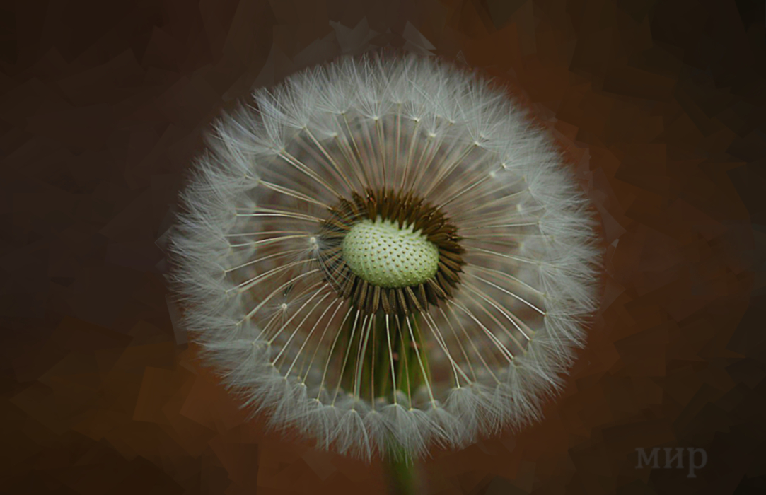 una hermosa flor 