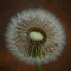 una hermosa flor 