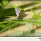 Una hermosa mariposa