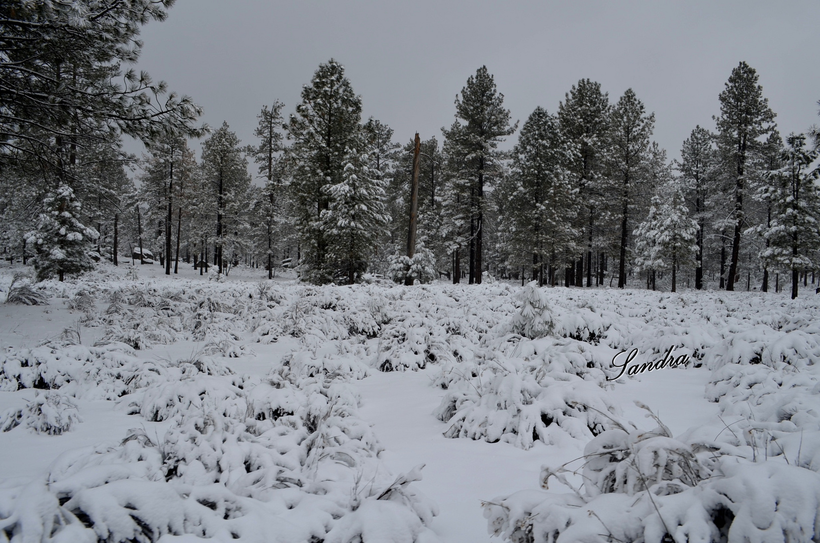 Una hermosa nevada