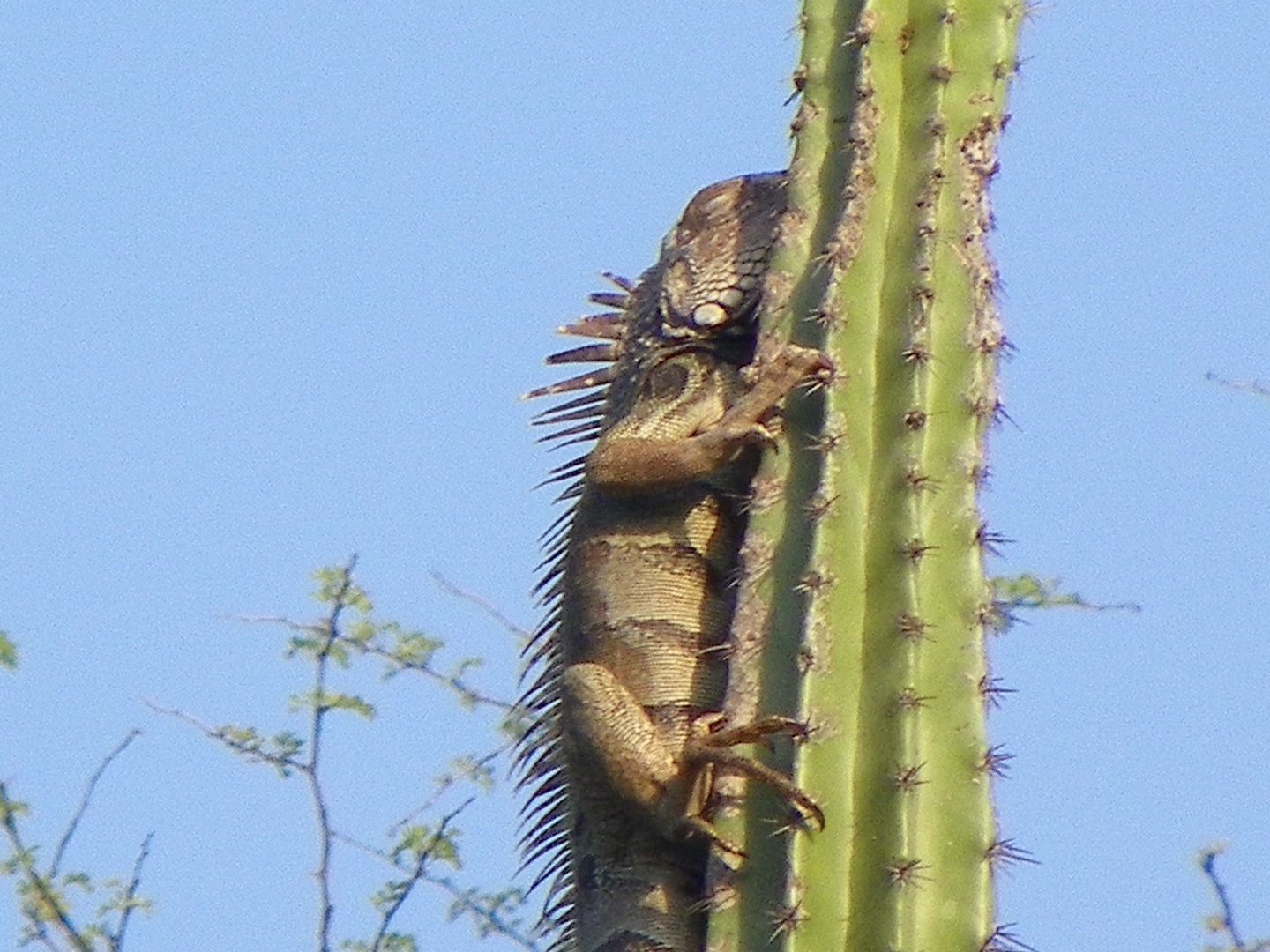 una IGUANA TOMADO LOS ULTIMOS RAYOS DEL SOL EN UN CACTUS lleno de espinas