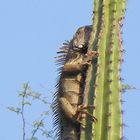 una IGUANA TOMADO LOS ULTIMOS RAYOS DEL SOL EN UN CACTUS lleno de espinas