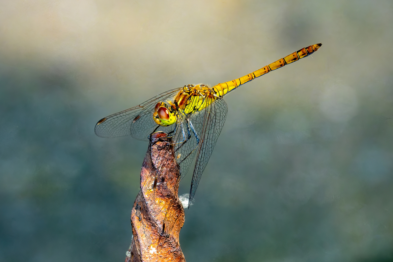 Una libellula