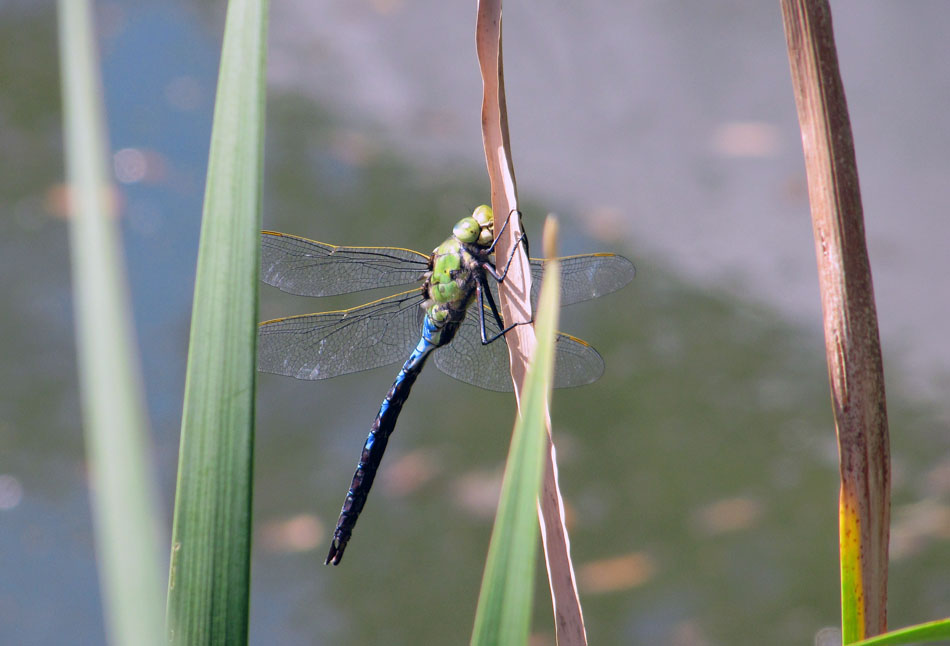 Una libellula...