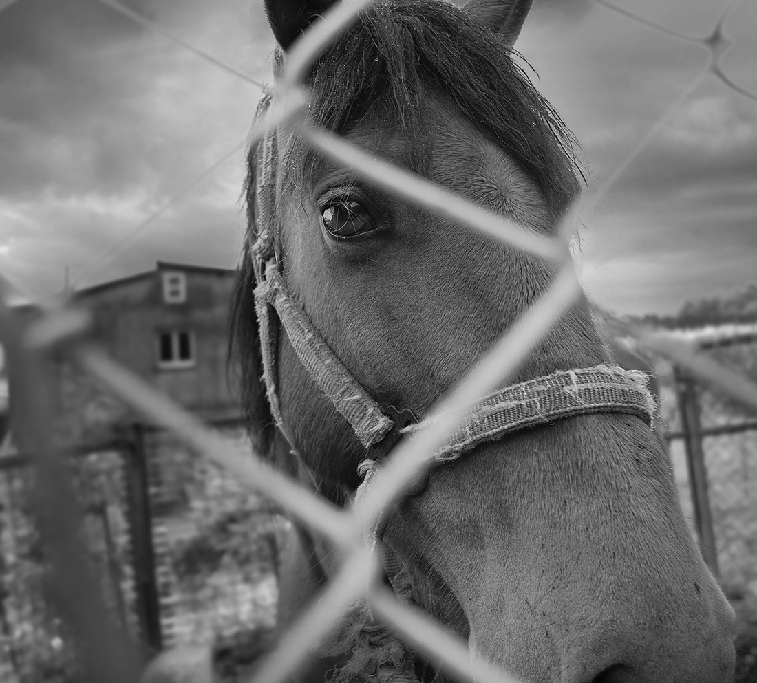 " Una limpia mirada "       Galicia