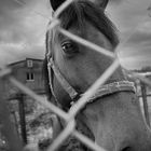 " Una limpia mirada "       Galicia