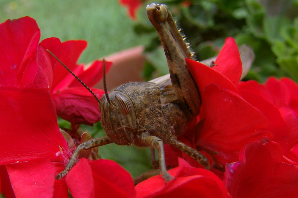 Una locusta.... nel mio giardino