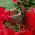 Una locusta.... nel mio giardino