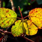 Una luce nel bosco