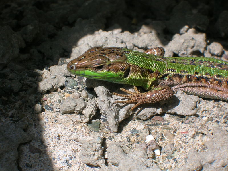 Una lucertola al sole