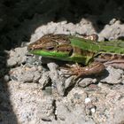 Una lucertola al sole