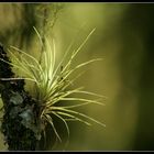 Una luz en la oscuridad del bosque