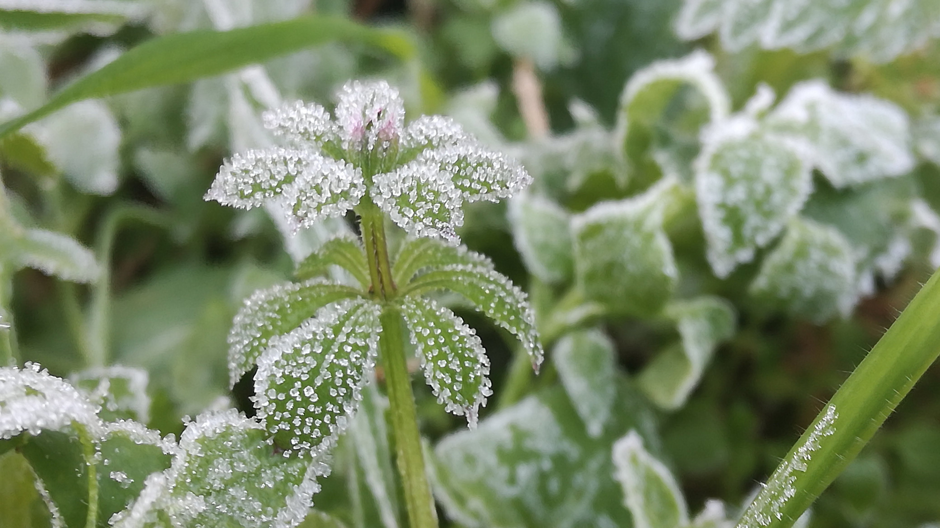 Una mañana de frio