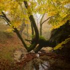 Una mañana de otoño