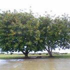 Una Magnolia nel suo splendore, Foro Italico