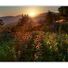 una manciata di girasoli