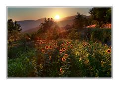 una manciata di girasoli