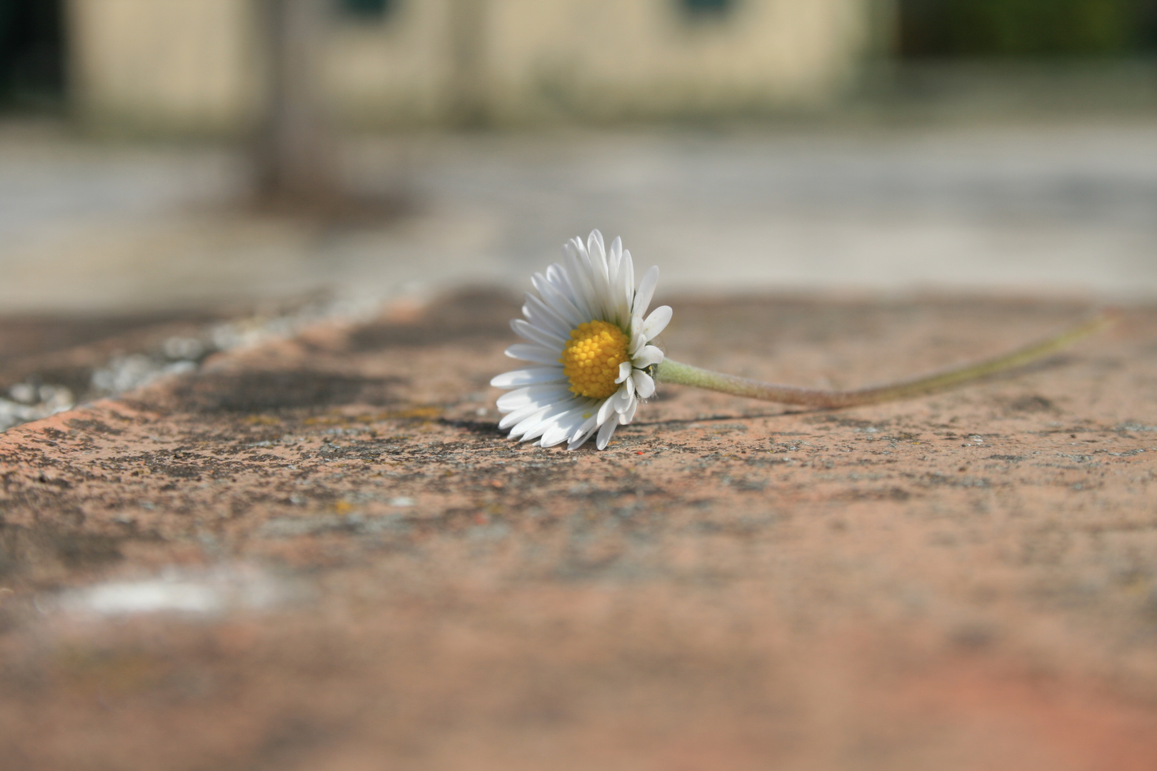 Una margherita spesso può valere più di un intero mazzo di fiori