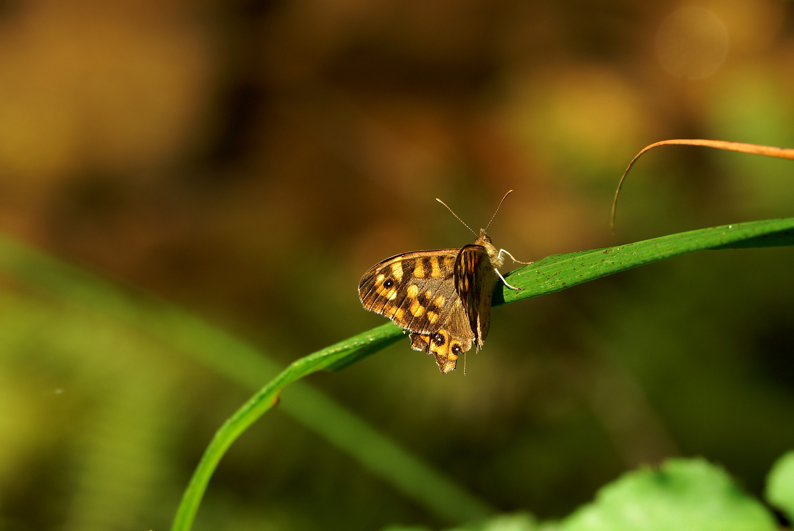 Una mariposa