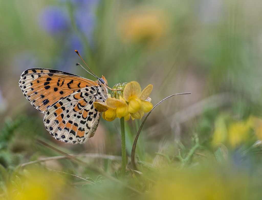 una mariposa