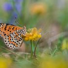 una mariposa