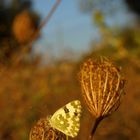 una mariposa