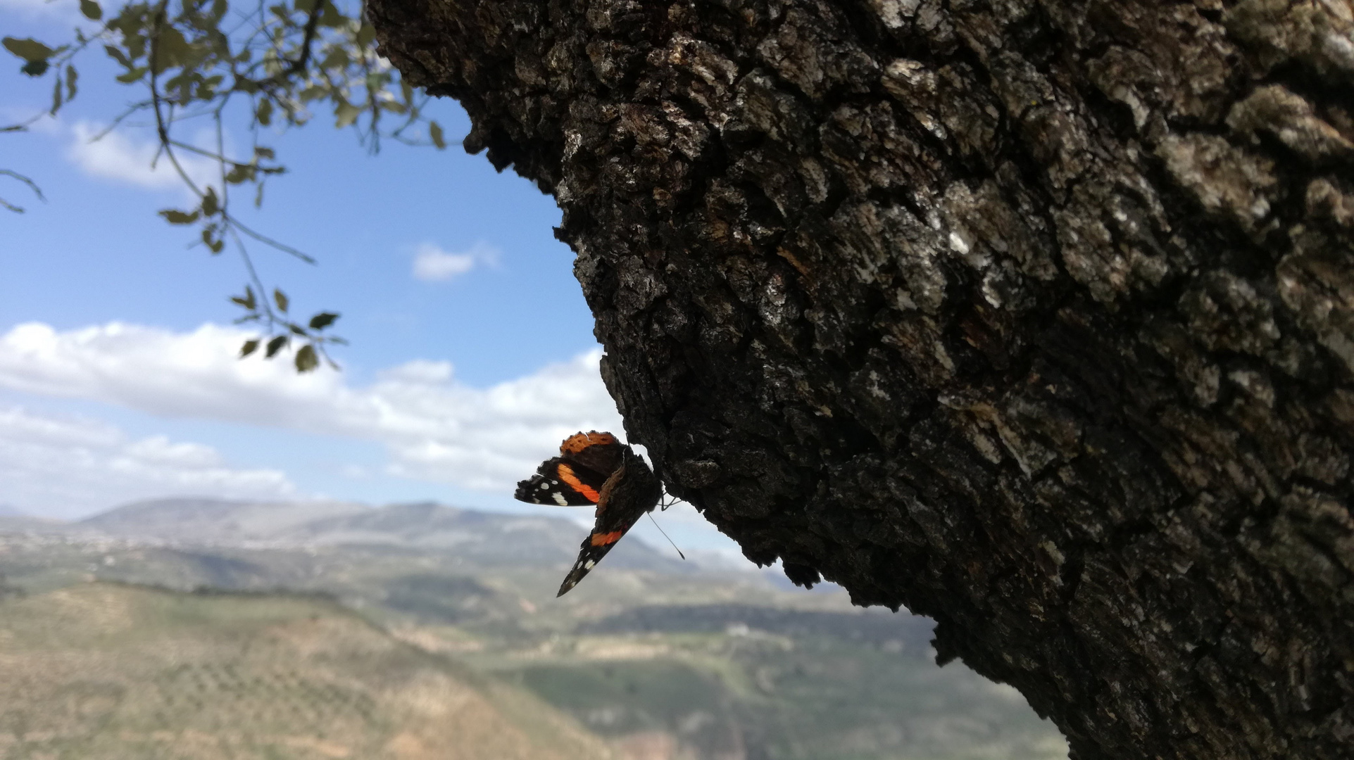 Una mariposa en su paisaje