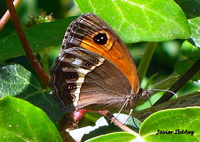 Una mariposa que posaba en el jardin