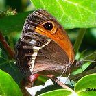 Una mariposa que posaba en el jardin