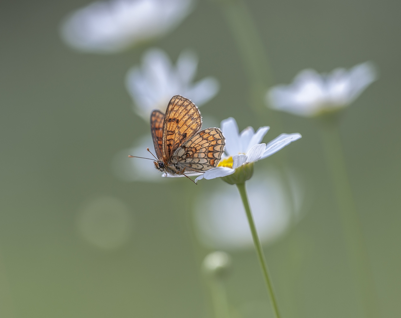 una mariposilla