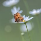 una mariposilla