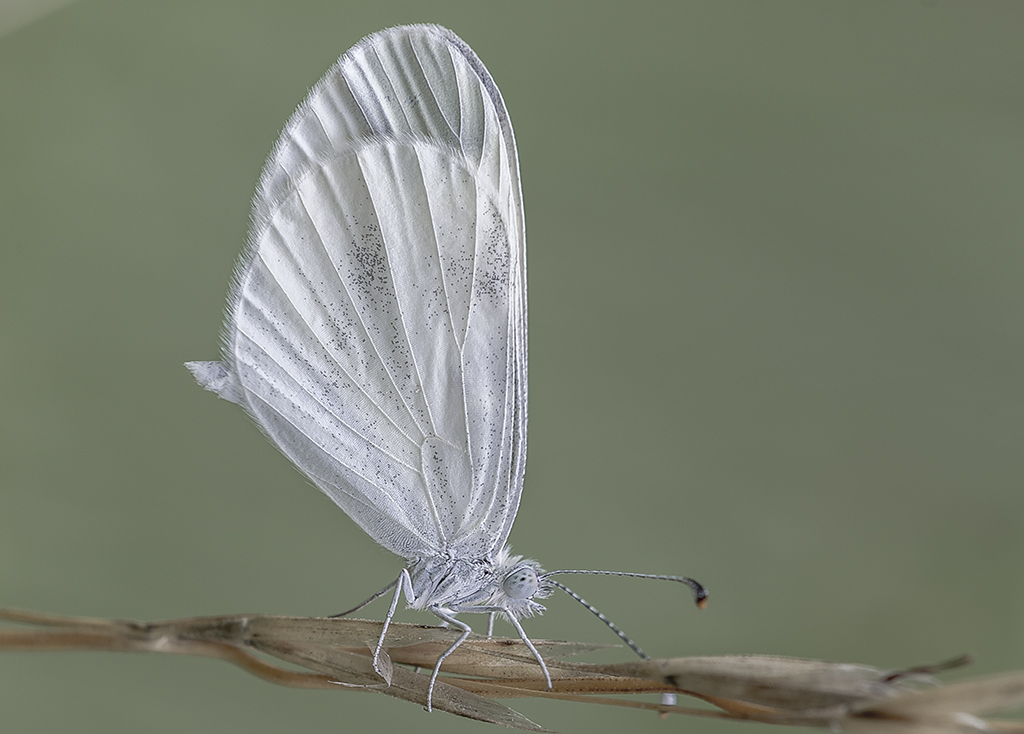 una mariposilla