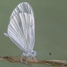 una mariposilla