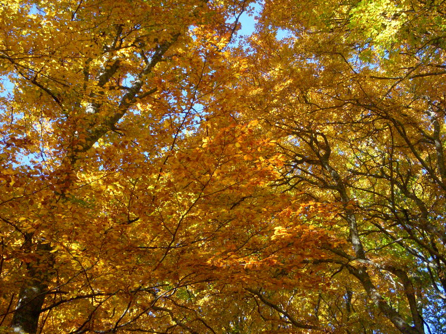 Una mattina d'autunno...