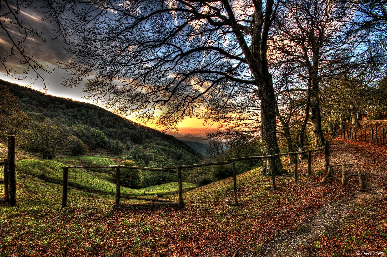 Una mattina nel bosco