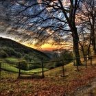 Una mattina nel bosco