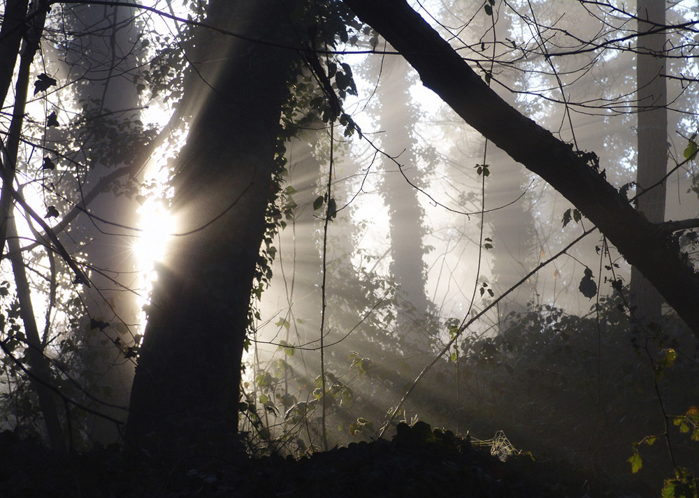 Una mattina nella foresta
