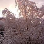 Una mattina...dalla finestra.