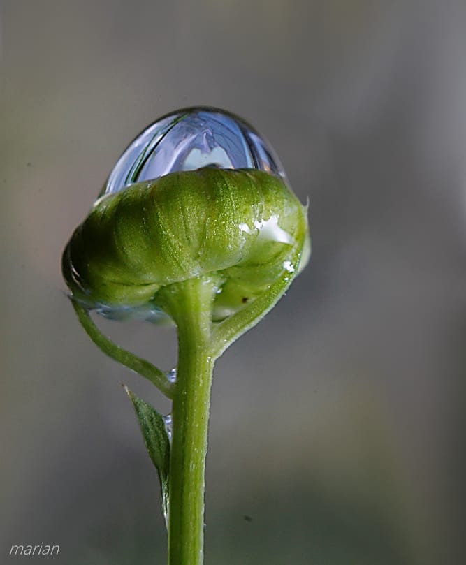  Una micro gota en un botón de margarita